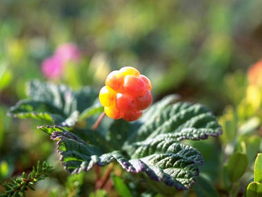 Le tr&eacute;sor de la Minganie